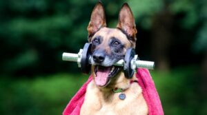 Blog08 Free Img 300x167