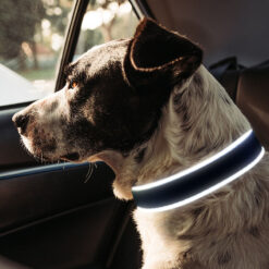 adjustable led fiber optic dog collar glowing striped pattern with ribbons