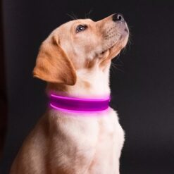 adjustable led fiber optic dog collar glowing striped pattern with ribbons